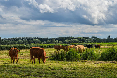 Cows grazing in field