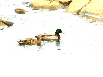 Ducks swimming in lake