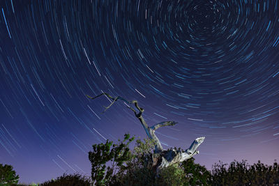 Low angle view of trees against sky at night