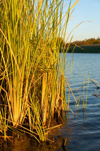 Close-up of plants in lake against sky