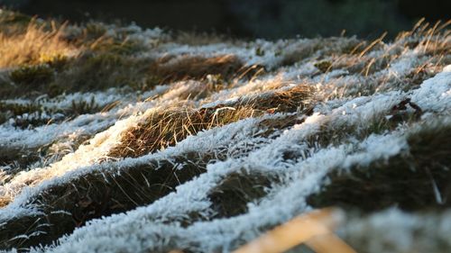 Close-up of snow covered land