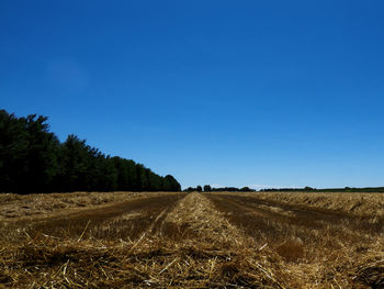 Scenic view of agricultural field against clear blue sky