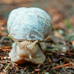 Close-up of snail on land