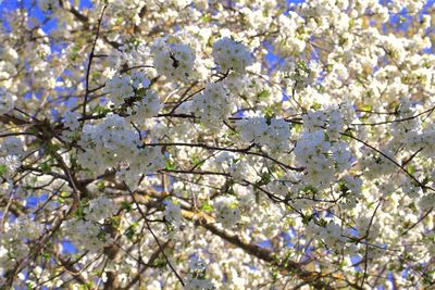 Low angle view of blooming tree against sky