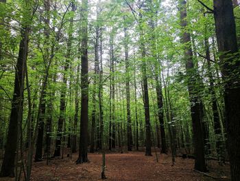 Trees in forest