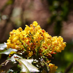 Close-up of red flowering plant