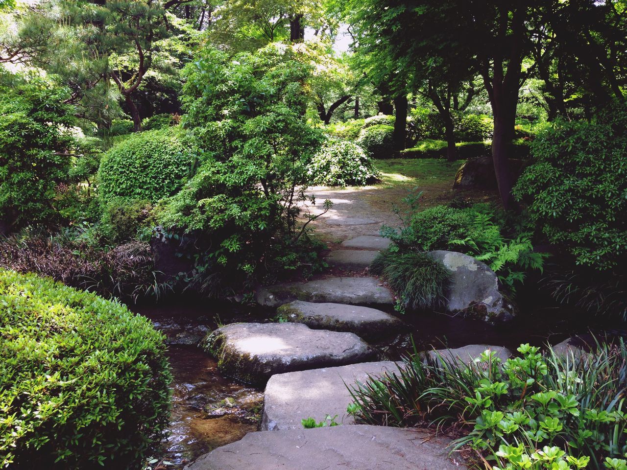 tree, growth, green color, plant, nature, the way forward, tranquility, footpath, beauty in nature, tranquil scene, steps, lush foliage, forest, water, sunlight, park - man made space, scenics, high angle view, green, day