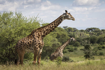 Giraffe in a field