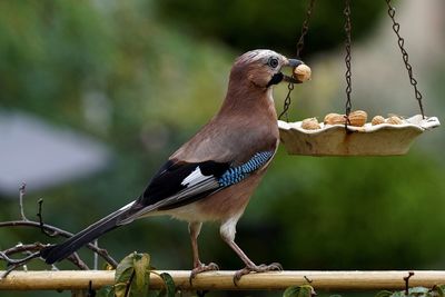 Close-up of eurasian jay carrying peanut while perching on wood