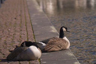 Close-up of canadian gooses sitting on sidewalk