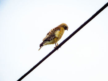 Close-up of bird perching on white background