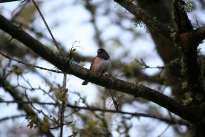 Low angle view of bird perching on tree