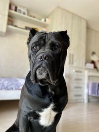 Close-up portrait of a dog at home