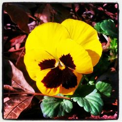 Close-up of yellow flowers