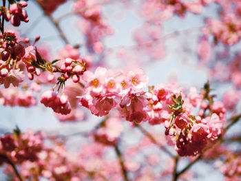 Close-up of cherry blossoms on branch