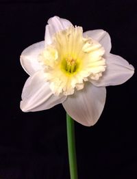 Close-up of white flower against black background