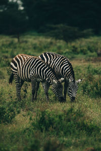 Zebras standing in a field