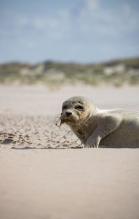 Close-up of a seal on the beach