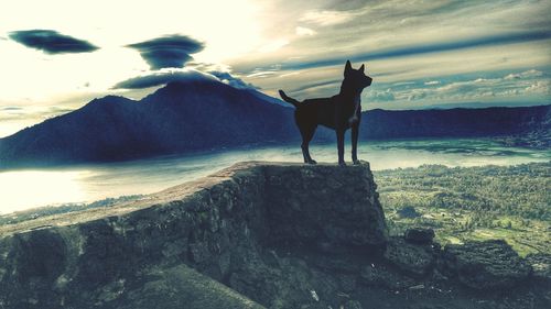 Silhouette dog standing by sea against sky