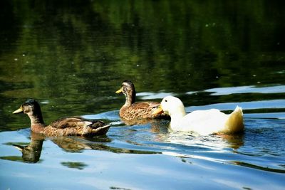 Ducks floating on water