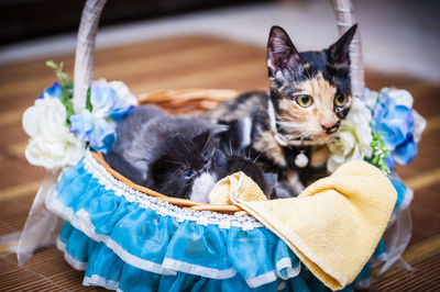 Cats in decorated basket