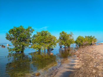 Trees by lake against clear blue sky