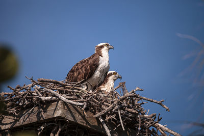 Low angle view of birds perching on tree against sky