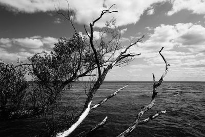 Bare tree by sea against sky