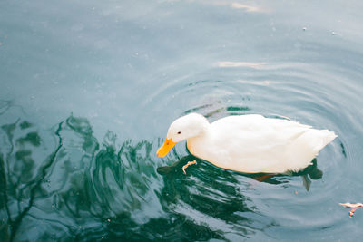 Close-up of swan swimming in lake