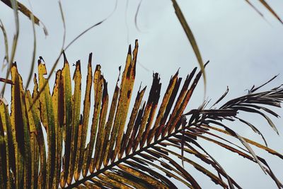 Low angle view of plants against sky