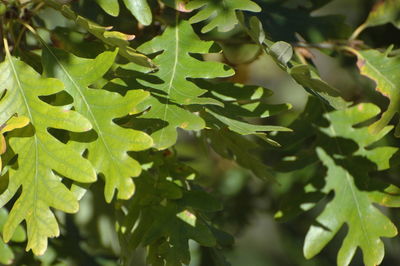 Close-up of green leaves