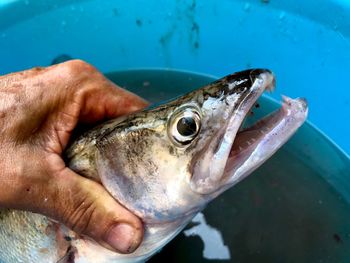 Midsection of man holding fish