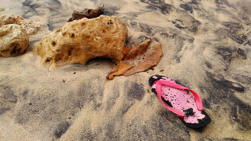 Starfish on sand at beach