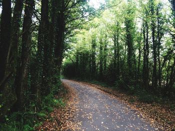 Road passing through forest