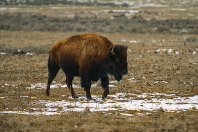 Side view of pig standing on field