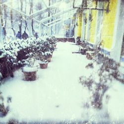 snow