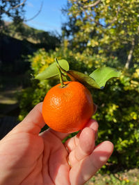 Cropped hand holding orange fruit