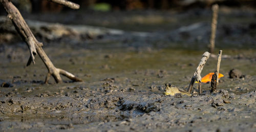 Mudskipper on mud in a serene mangrove swamp. biodiverse ecosystem. coastal ecosystem. biodiverse