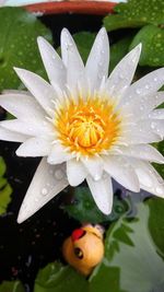 Close-up of water drops on flower