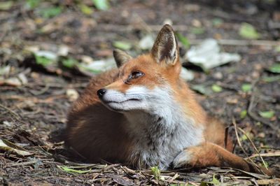 Close-up of cat sitting on field