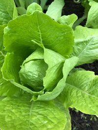 Full frame shot of green leaf