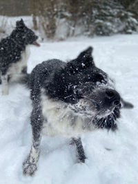Dog on snow covered land