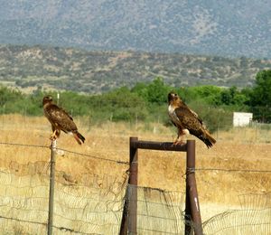 Two hawks perched on fg fence 