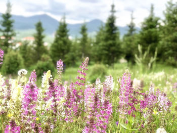 Purple flowering plants on field