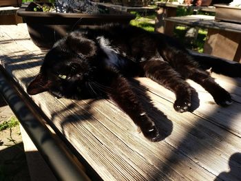 Black cat lying down on wood