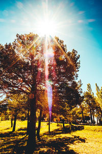 Low angle view of trees against sky