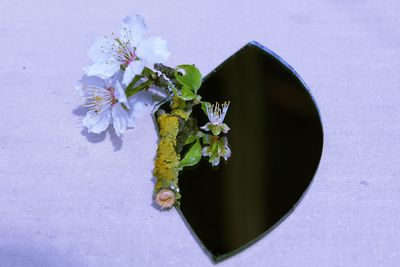 Close-up of fresh white flowers on plant