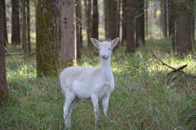 Portrait of horse in the forest