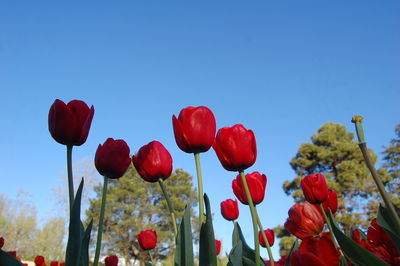 Low angle view of red flowers blooming in park