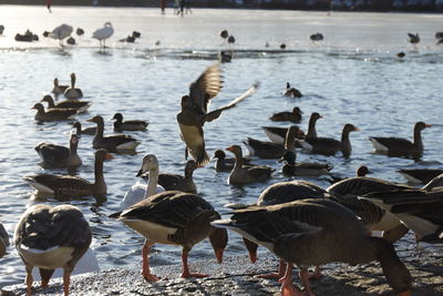 Canada geese